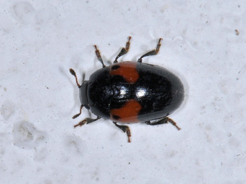 Tritoma bipustulata (Erotylidae)